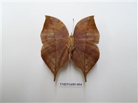 藏品(枯葉蛺蝶)的圖片